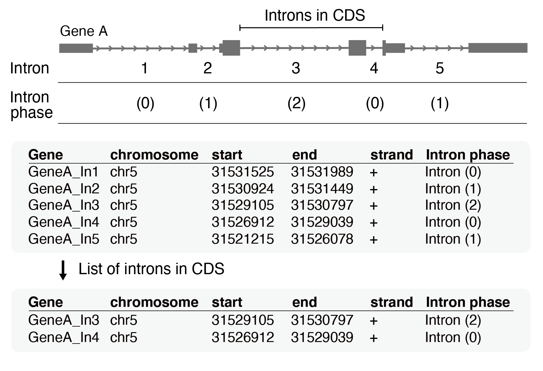 Introns step